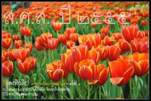 ส.ค.ส ปีใหม่ ปี ๒๕๕๕ จากใจ Todsapon.com